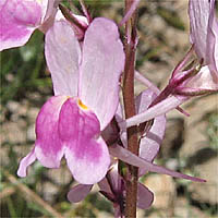 Thumbnail Picture of Linaria maroccana