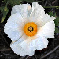 Thumbnail Picture of Matilija Poppy