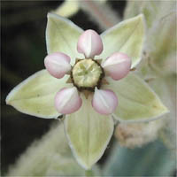 Thumbnail Picture of Asclepias eriocarpa