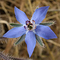 Thumbnail Picture of Common Borage