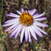 Thumbnail Picture of Erigeron foliosus var. foliosus