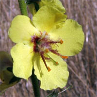 Thumbnail Picture of Verbascum virgatum