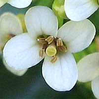 Thumbnail Picture of Nasturtium officinale