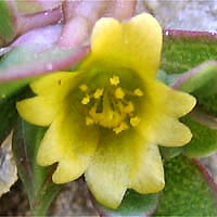 Thumbnail Picture of Purslane