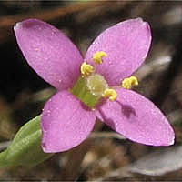 Thumbnail Picture of Desert Centaury