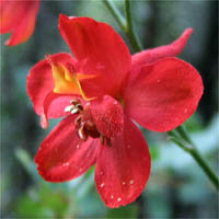 Thumbnail Picture of Scarlet Larkspur