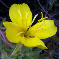 Thumbnail Picture of Oenothera elata ssp. hirsutissima