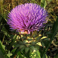 Thumbnail Picture of Cynara cardunculus ssp. cardunculus