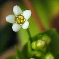 Thumbnail Picture of Samolus parviflorus