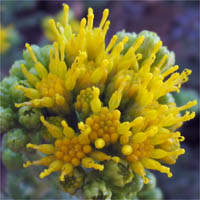 Thumbnail Picture of Prostrate Coast Goldenbush