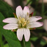 Thumbnail Picture of Epilobium ciliatum ssp. ciliatum