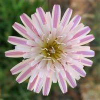 Thumbnail Picture of Malacothrix saxatilis var. tenuifolia