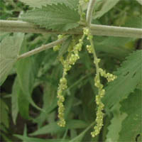 Thumbnail Picture of Urtica dioica ssp. holosericea