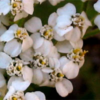 Thumbnail Picture of Achillea millefolium