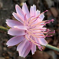 Thumbnail Picture of Tejon Milk-aster