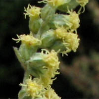 Thumbnail Picture of California Mugwort