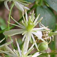 Thumbnail Picture of Clematis ligusticifolia