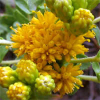 Thumbnail Picture of Isocoma menziesii var. vernonioides