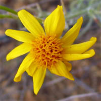 Thumbnail Picture of Senecio flaccidus var. douglasii