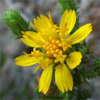 Thumbnail Picture of Santa Susana Tarweed