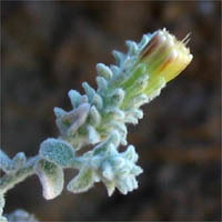 Thumbnail Picture of Brickellia nevinii