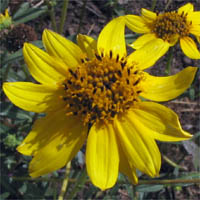 Thumbnail Picture of Slender Sunflower