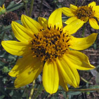 Thumbnail Picture of Helianthus gracilentus