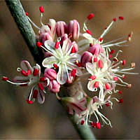 Thumbnail Picture of Eriogonum elongatum var. elongatum