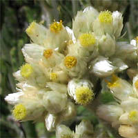 Thumbnail Picture of Pseudognaphalium biolettii