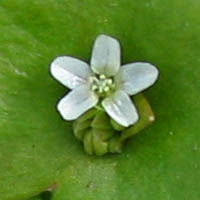 Thumbnail Picture of Claytonia perfoliata