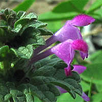 Thumbnail Picture of Henbit