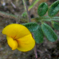 Thumbnail Picture of Acmispon strigosus