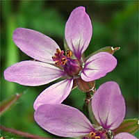 Thumbnail Picture of Erodium cicutarium