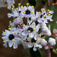 Thumbnail Picture of Ceanothus megacarpus var. megacarpus