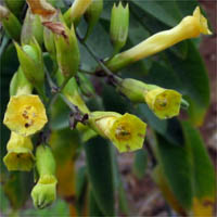 Thumbnail Picture of Nicotiana glauca