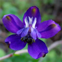 Thumbnail Picture of Delphinium patens ssp. hepaticoideum