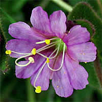 Thumbnail Picture of Mirabilis laevis var. crassifolia