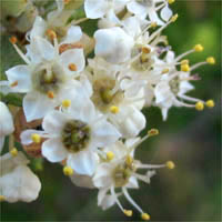 Thumbnail Picture of Ceanothus crassifolius var. crassifolius