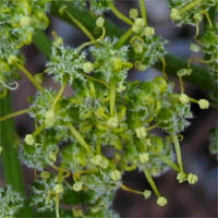 Thumbnail Picture of Woolly Lomatium