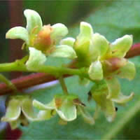 Thumbnail Picture of Toxicodendron diversilobum