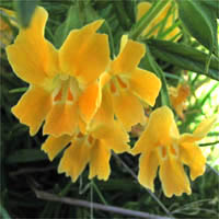 Thumbnail Picture of Bush Monkey Flower