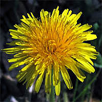 Thumbnail Picture of Taraxacum officinale