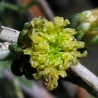 Thumbnail Picture of California Sagebrush