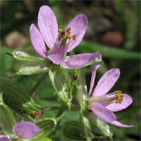 Thumbnail Picture of Erodium moschatum