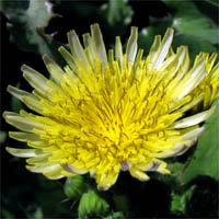 Thumbnail Picture of Sonchus oleraceus