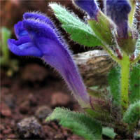 Thumbnail Picture of Skullcap