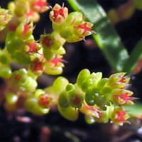 Thumbnail Picture of Crassula connata