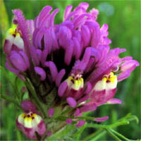 Thumbnail Picture of Castilleja exserta ssp. exserta