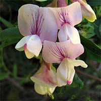 Thumbnail Picture of Lathyrus vestitus var. vestitus