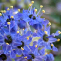 Thumbnail Picture of Ceanothus oliganthus var. oliganthus